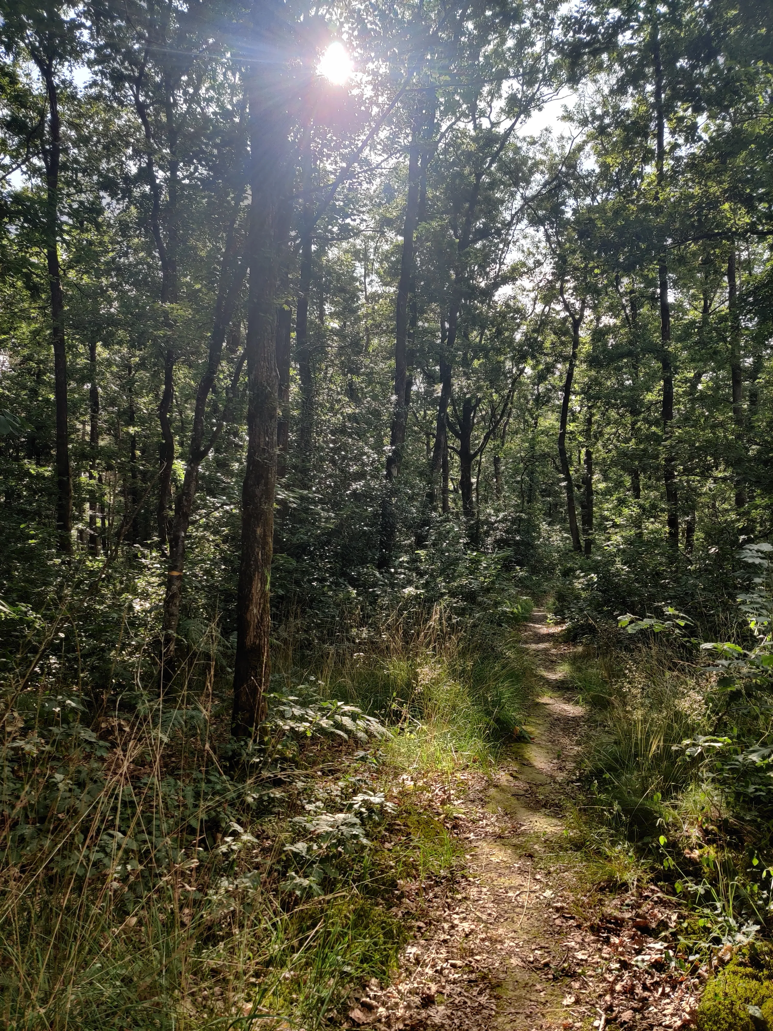 Forêt Longuenée Anjou chemin arbres soleil coaching nature sérénité reconnexion vivant Isabelle Auger coach femmes mamans enfants ados